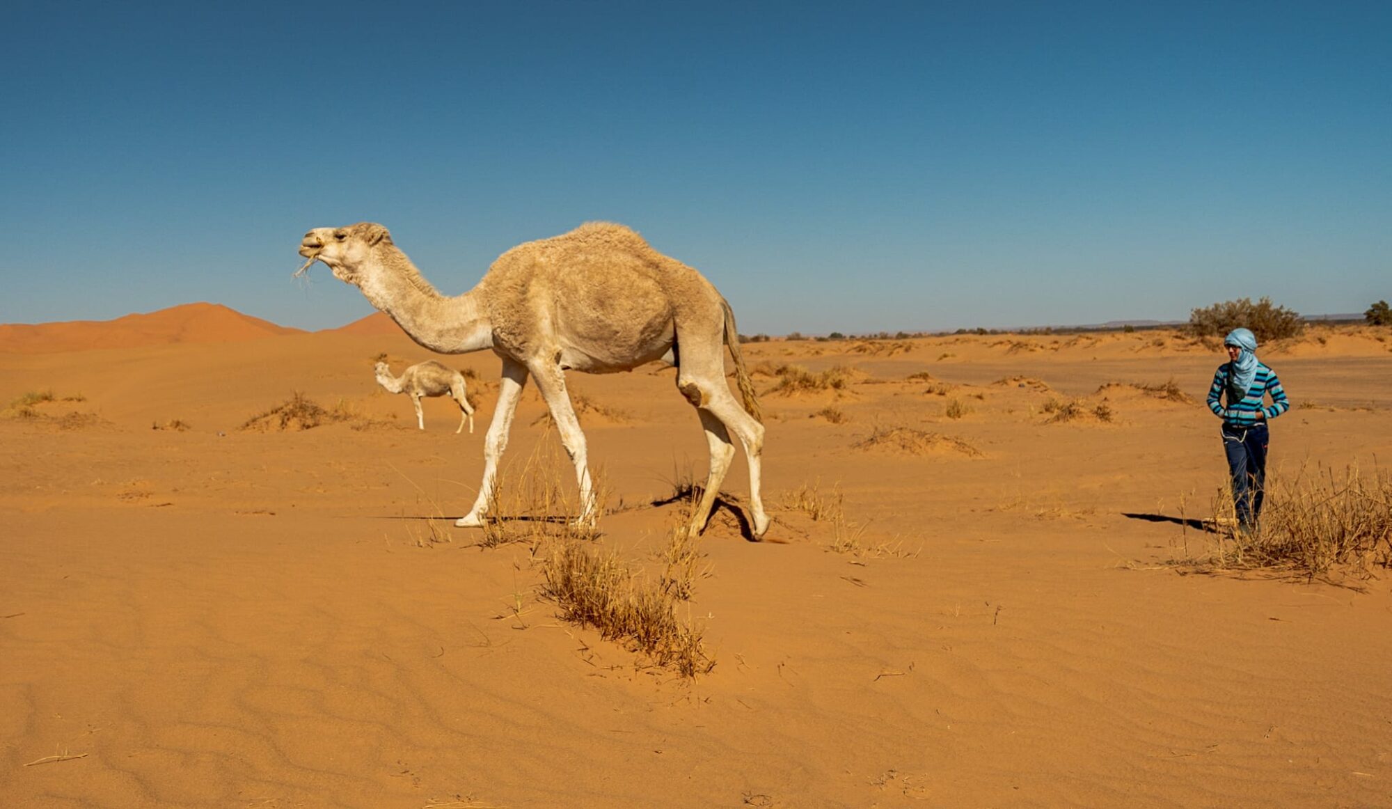 Explore Morocco's desert on 4 to 10 day tours from Marrakech with camel rides, kasbahs, Berber camps, and epic landscapes.